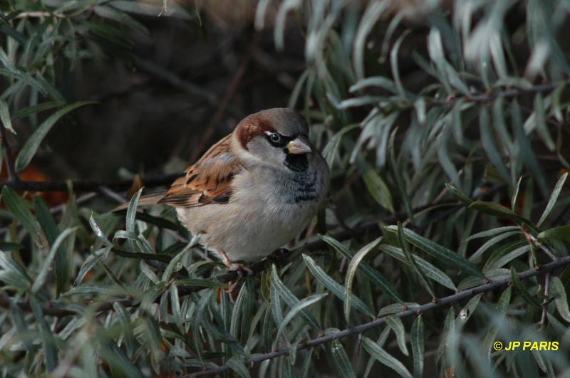 Passer domesticus